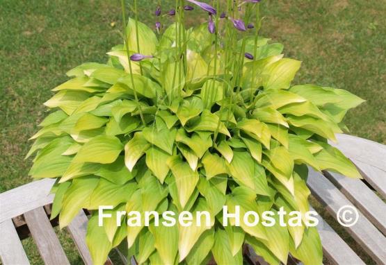 Hosta Hydon Sunset